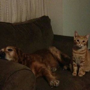 Meet your Posher, Janet